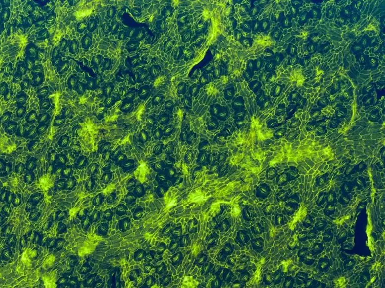 کشف شگفتانگیز: فسیل کمیاب درخت استوایی، گامی بزرگ در فسیلشناسی ایران