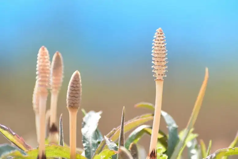 کشف آب در گیاه ۴۰۰ میلیون ساله! 😲