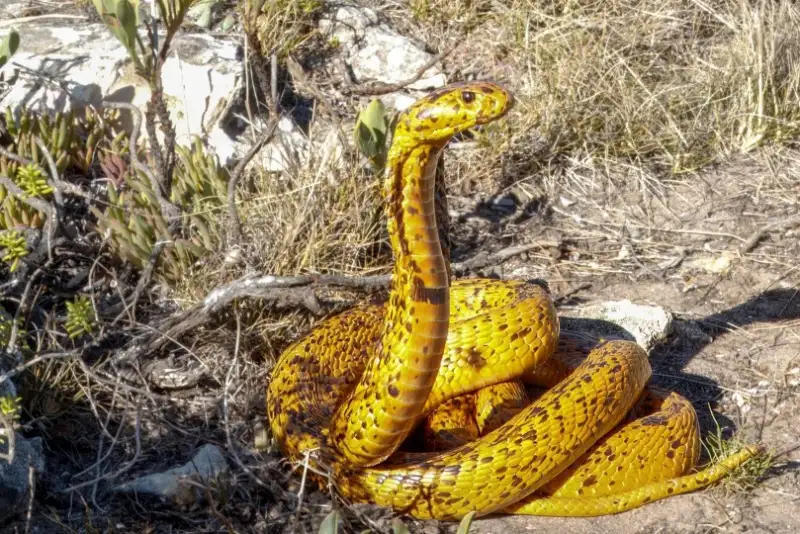 پادزهر نوآورانه ایرانی برای مارگزیدگی: امید تازه‌ای در میدان نبرد با سموم