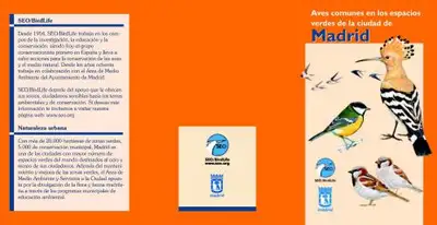 Aves comunes en... image