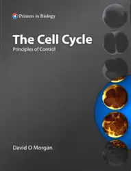 The cell cycle... image