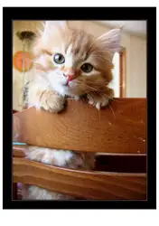 The Order of... image