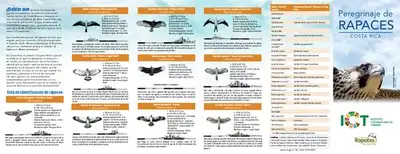 Peregrinaje de aves... image