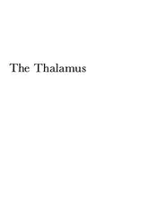 The Thalamus image