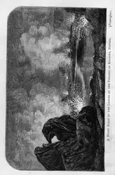 Bird. The Hawaiian... image