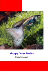 Guppy Color Strains image