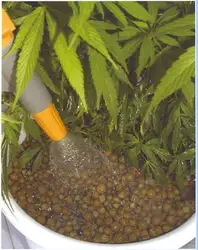 Marijuana Horticulture The... image