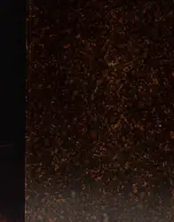 Leopold Kronecker's Werke image