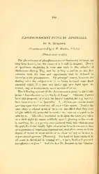 Phosphorescent Fungi in... image