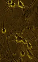 Drugs of Abuse.... image