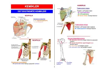SMT Anatomi Atlası image