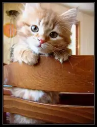 The Book Of... image